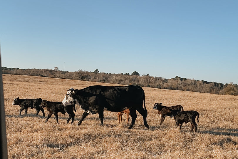 Lorem ipsum lobortis lectus tempor sed sed pellentesque.