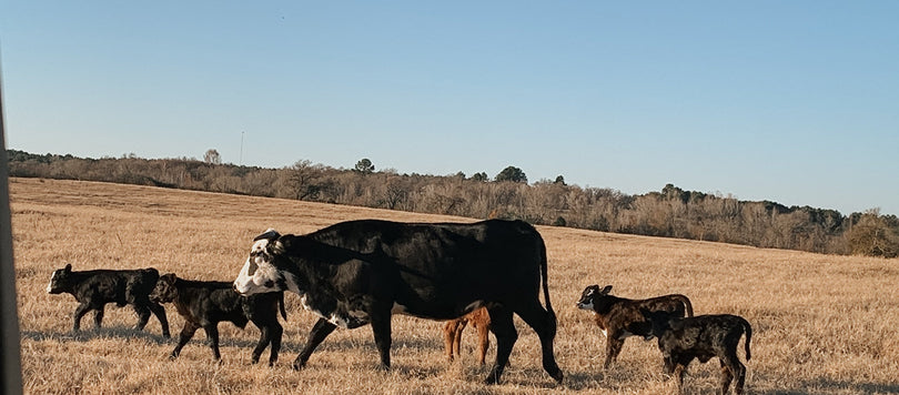 Lorem ipsum lobortis lectus tempor sed sed pellentesque.